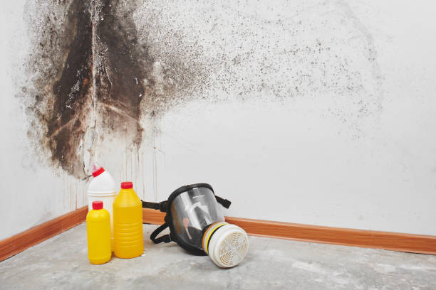 Best Bathroom Mold Remediation in Milton, WV