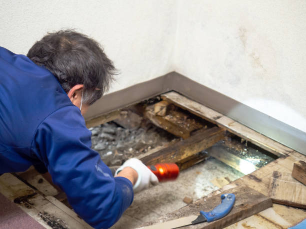 Best Kitchen Mold Remediation in Milton, WV