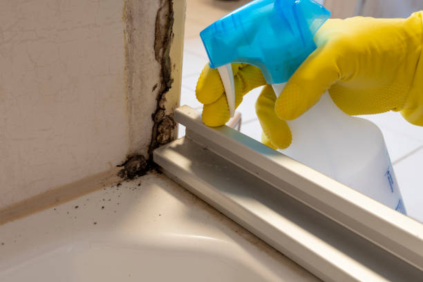 Best Preventive Mold Services in Milton, WV