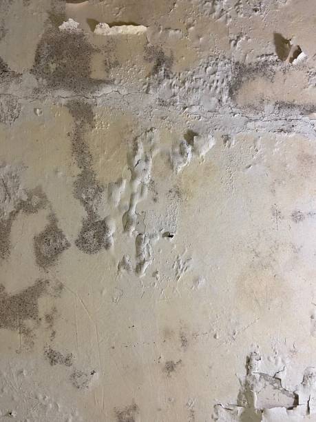 Best Black Mold Remediation in Milton, WV