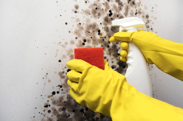 Best Kitchen Mold Remediation in Milton, WV