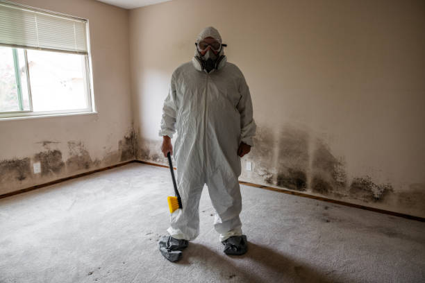 Best Basement Mold Remediation in Milton, WV