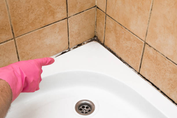 Best Post-Flood Mold Remediation in Milton, WV