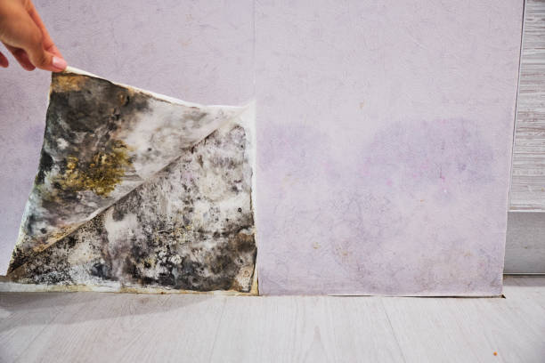 Best Mold Remediation for Schools in Milton, WV